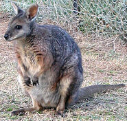 220px-Macropus eugenii