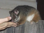Pseudocheirus peregrinus (Possum fed cake on fence).jpg (85 kB)