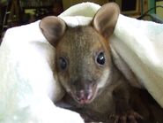 Redleggedpademelon-0101