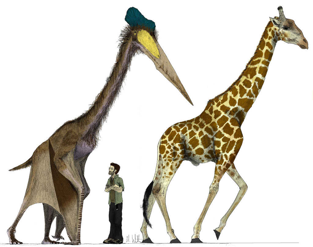 Hatzegopteryx | Wiki ACAM | Fandom Hatzegopteryx | Wiki ACAM | Fandom