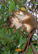 Pseudocheirus peregrinus, Common ringtail possum,whole animal, Australia