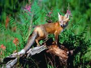 Red-Fox2.jpg