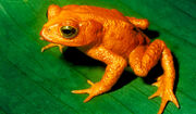 07.-sapo-dorado.jpg