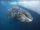 Ballena boreal