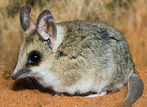 Dunnart.jpg