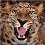 1103090532 leopardo amur cazando 122.jpg