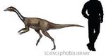 Archaeornithomimus