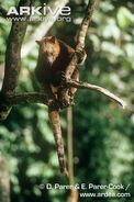 Dorias-tree-kangaroo