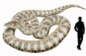 Titanoboa