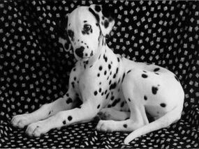 Dalmata-300x225.jpg