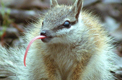 Numbattongue.jpg