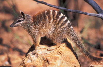 OZ.Numbat