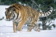 0903091247 panthera tigris altaica 4