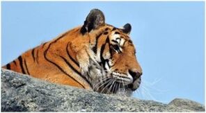 Tigres1-300x165.jpg