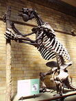 220px-Megatherium americanum Skeleton NHM