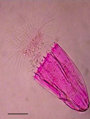 250px-Spinoloricus.png