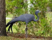 0801090956 grulla paraiso 7 thl.jpg