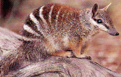 Numbat3