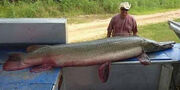 Pez cocodrillo o alligator gar 2