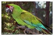 1111080833 Aramilitaris 2-full thl.jpg
