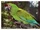 Guacamayo verde