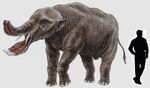 Platybelodon