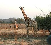 240px-Giraffen.jpg
