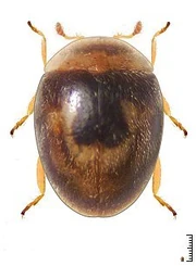 Clitostethus arcuatus
