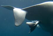 Parto-delfin-viviparo-300x202.jpg