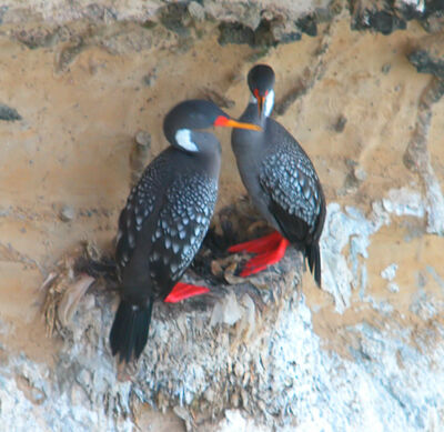 Cormoran2.jpg