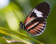Mariposa.jpg