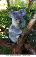 Stock-photo-queensland-koala-phascolarctos-cinereus-25087324