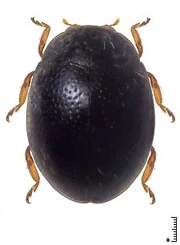 Stethorus grossepunctatus