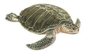 Tortuga kempi