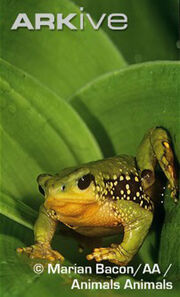 0411080304 sapoperuww.jpg