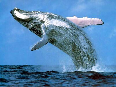 Humpback whale.jpg