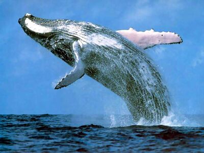 Humpback whale