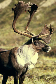 250px-Rentier fws 1.jpg
