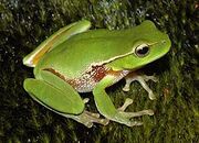 250px-Litoria phyllochroa.jpg