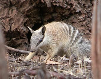 Numbat-341 (1).jpg