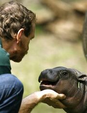 0711081016 hipopotamopigmeo8 thl.jpg