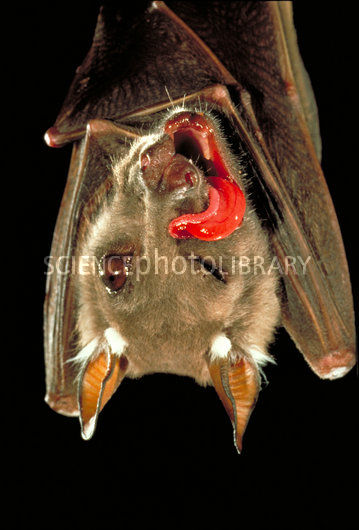 C0021540-Fruit bat eats fig-SPL.jpg