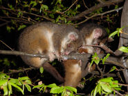 Ringtails cute.jpg (288 kB)