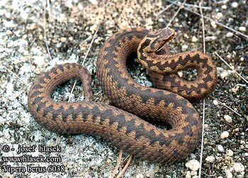 Vipera berus 6038.jpg