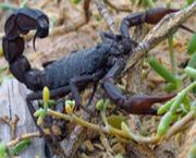 Escorpion.jpg