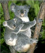 Koala2