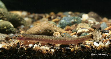 Pangio-piperata-Thai-NP.jpg