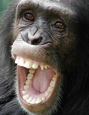 1610080120 chimpanzee.jpg