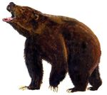 Arctotherium.jpg