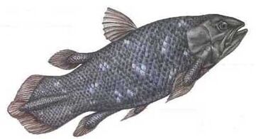Coelacan2.jpg